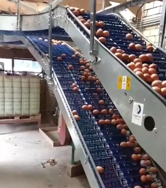 Ei transportband Castra Machinebouw